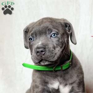 Ella, Cane Corso Puppy